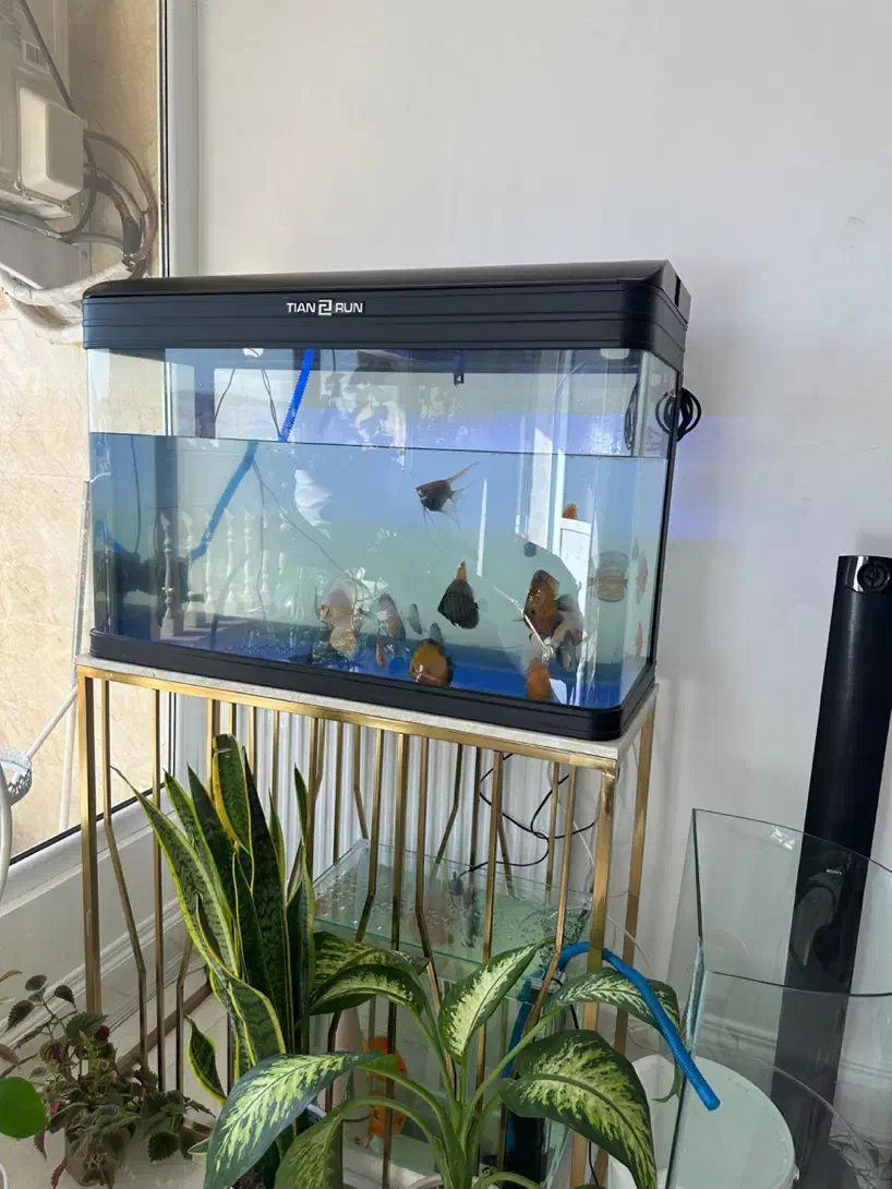 اکواریوم وارداتی به همراه پمپ تصفیه|ماهی|شیراز, معالیآباد|دیوار