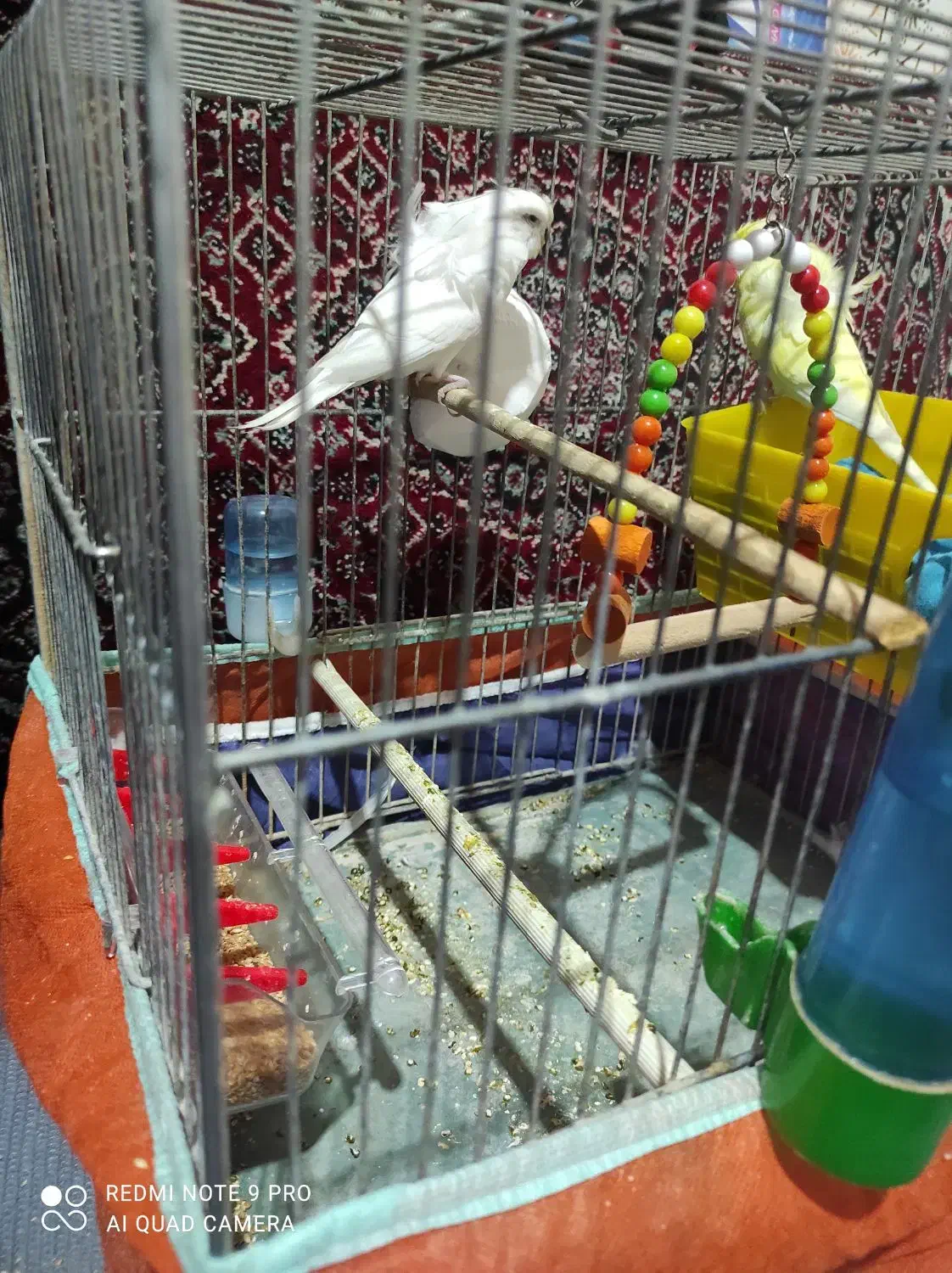 مرغ عشق|پرنده|سنندج, |دیوار