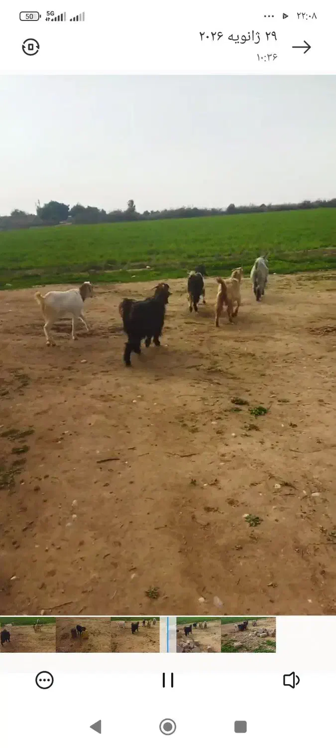 فروش بیگ ماده|حیوانات مزرعه|گتوند, |دیوار