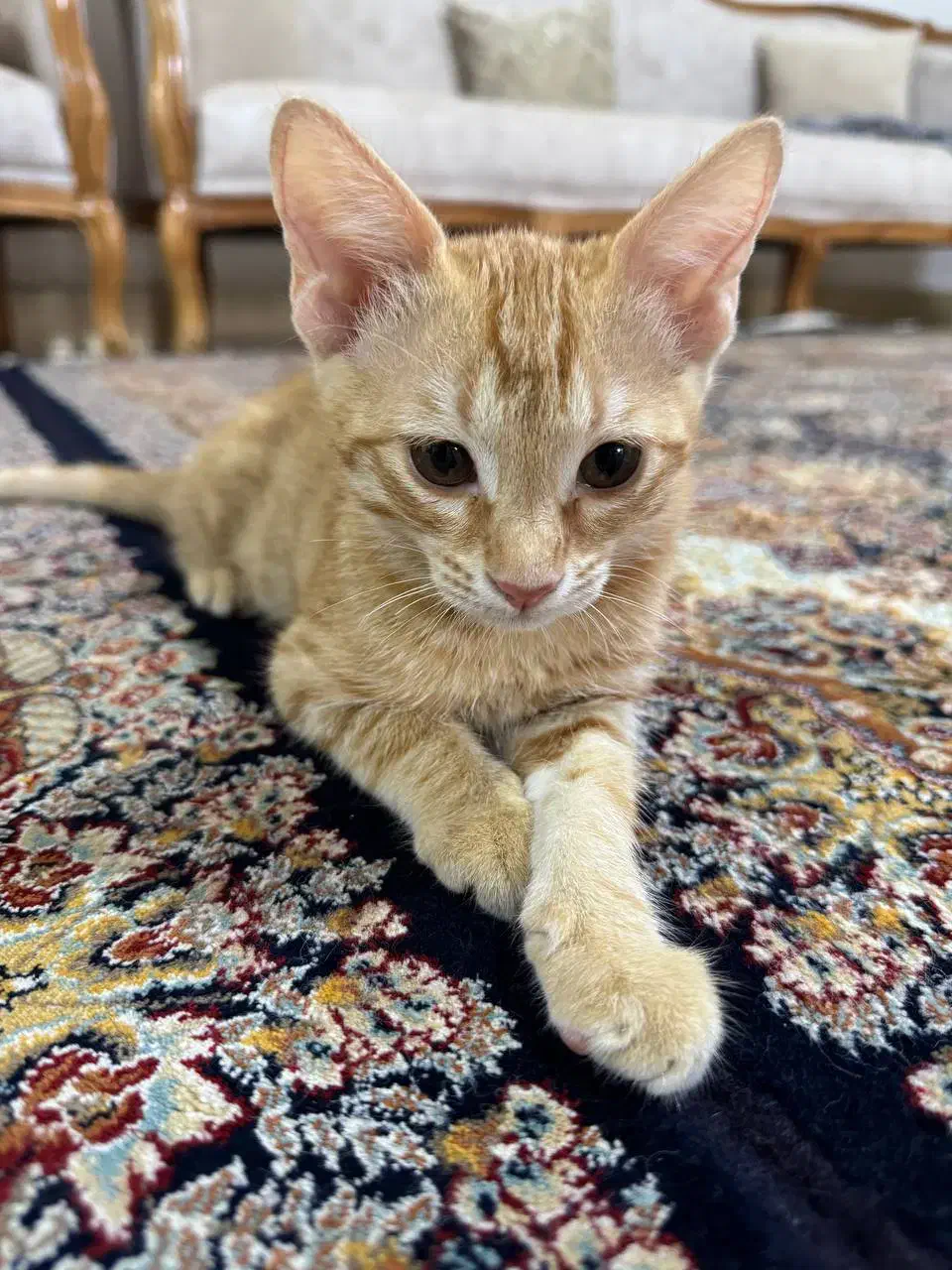 واگذاری گربه رایگان|گربه|رشت, فخب|دیوار