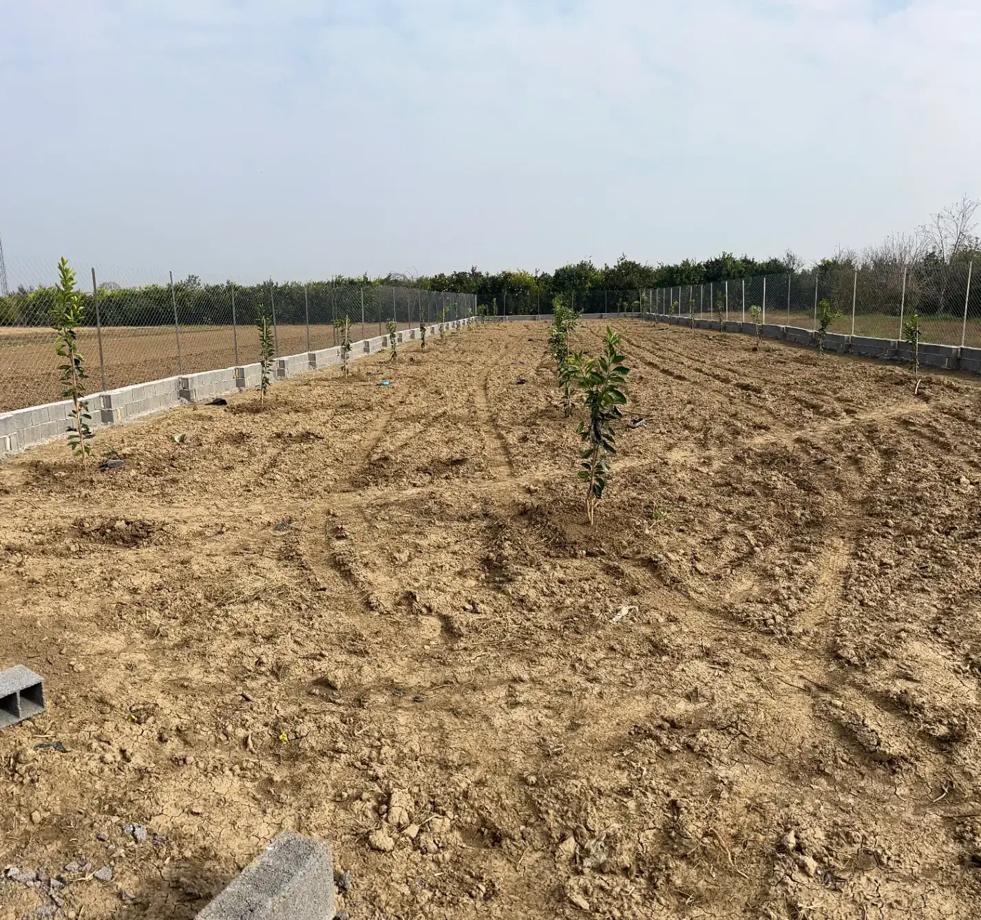 زمین باغی ۹۱۰متری|فروش زمین و ملک کلنگی|کیاکلا, |دیوار