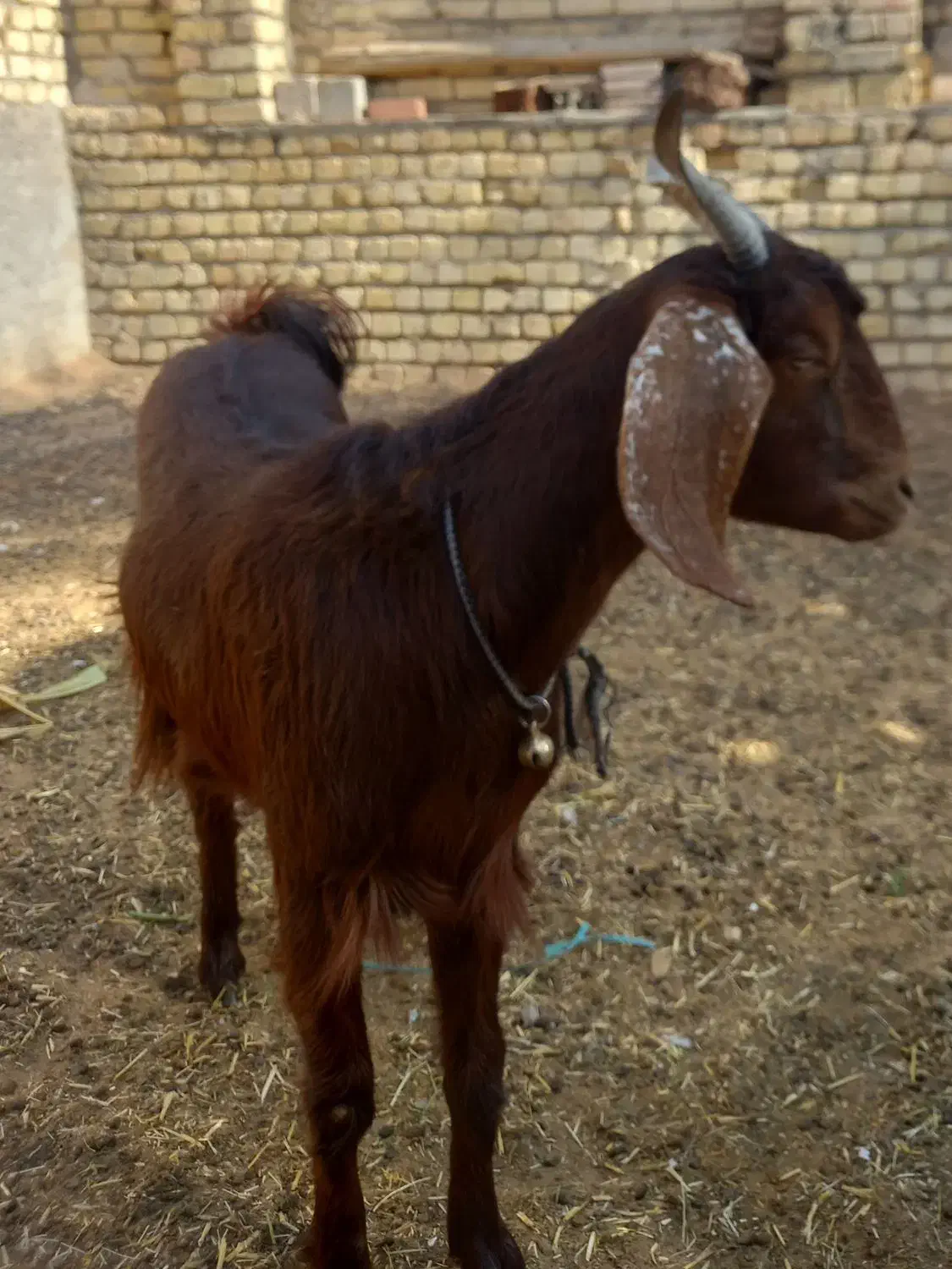 بزکولارآبستن|حیوانات مزرعه|آران و بیدگل, |دیوار