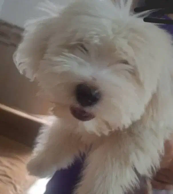 سگ پاکوتاه شیتزو|سگ|مشهد, شهرک رازی (شهرک غرب)|دیوار