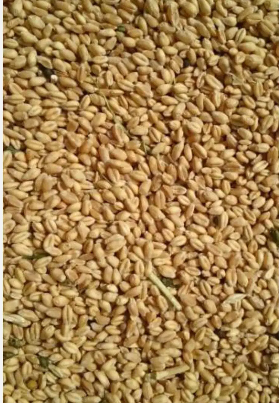 گندم بذری باران|عمده‌فروشی|زنجان, |دیوار