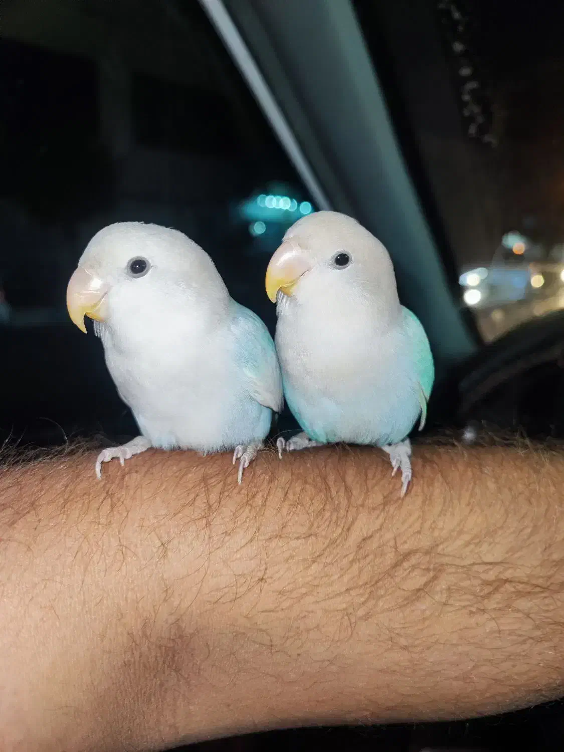 طوطی کوتوله|پرنده|یزد, |دیوار