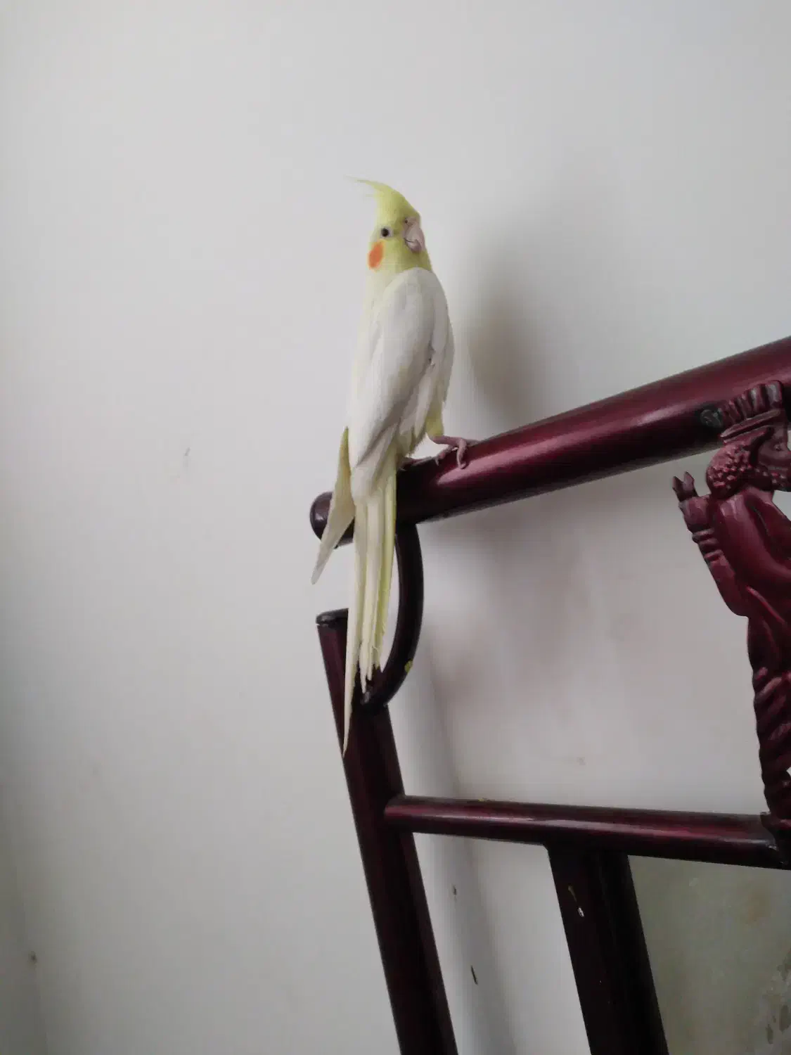 عروس هلندی|پرنده|شاهین‌شهر, امام حسین|دیوار