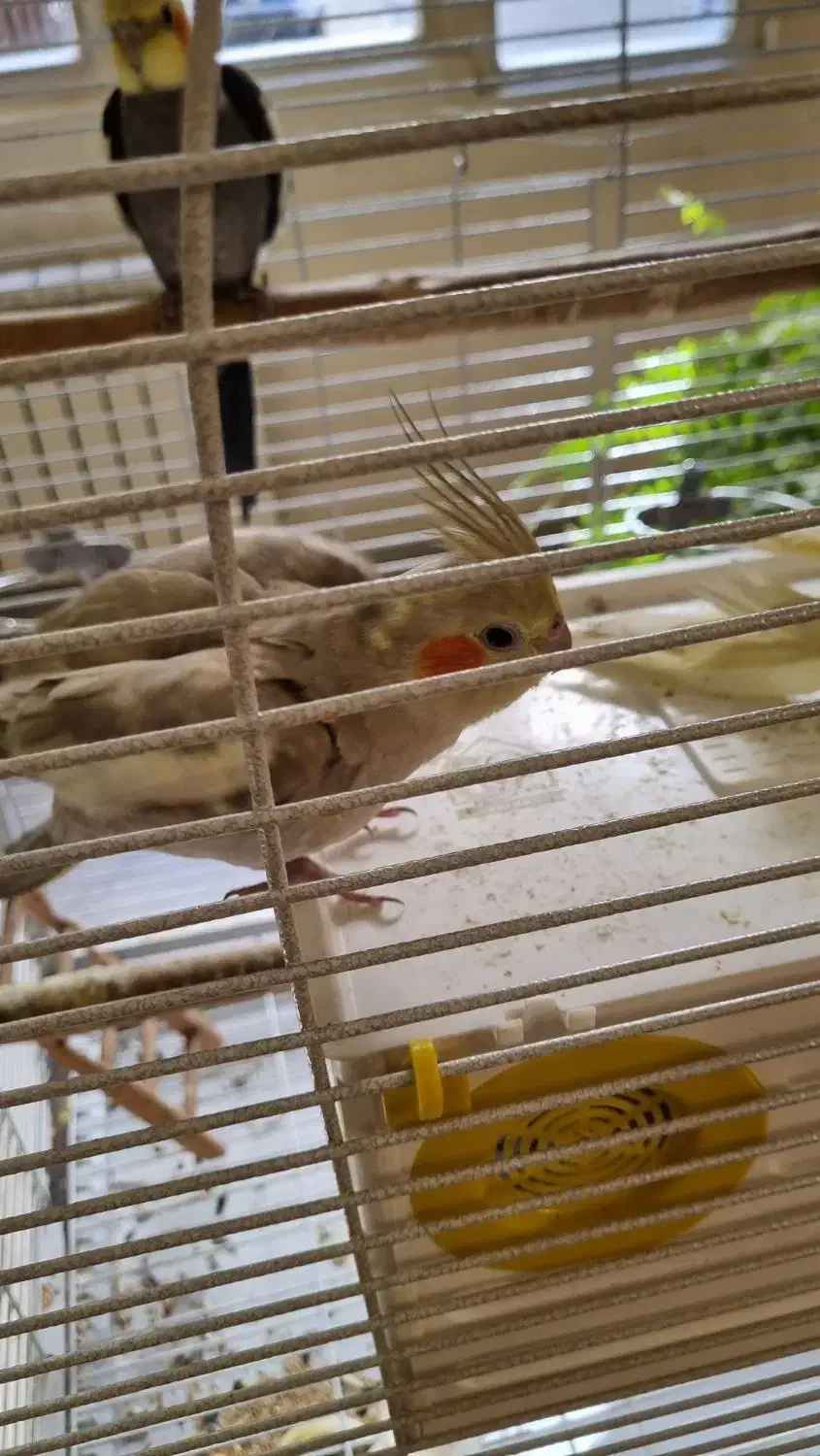 عروس هلندی نر و ماده|پرنده|تهران, سازمان برنامه شمالی|دیوار