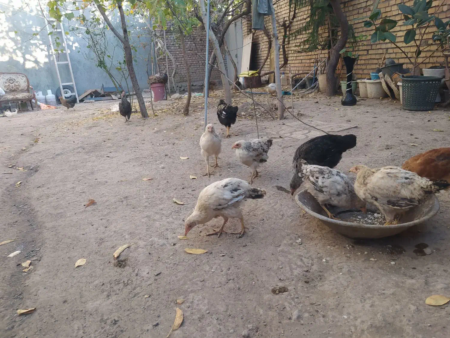 مرغابی مرغ جوجه|حیوانات مزرعه|خوی, |دیوار