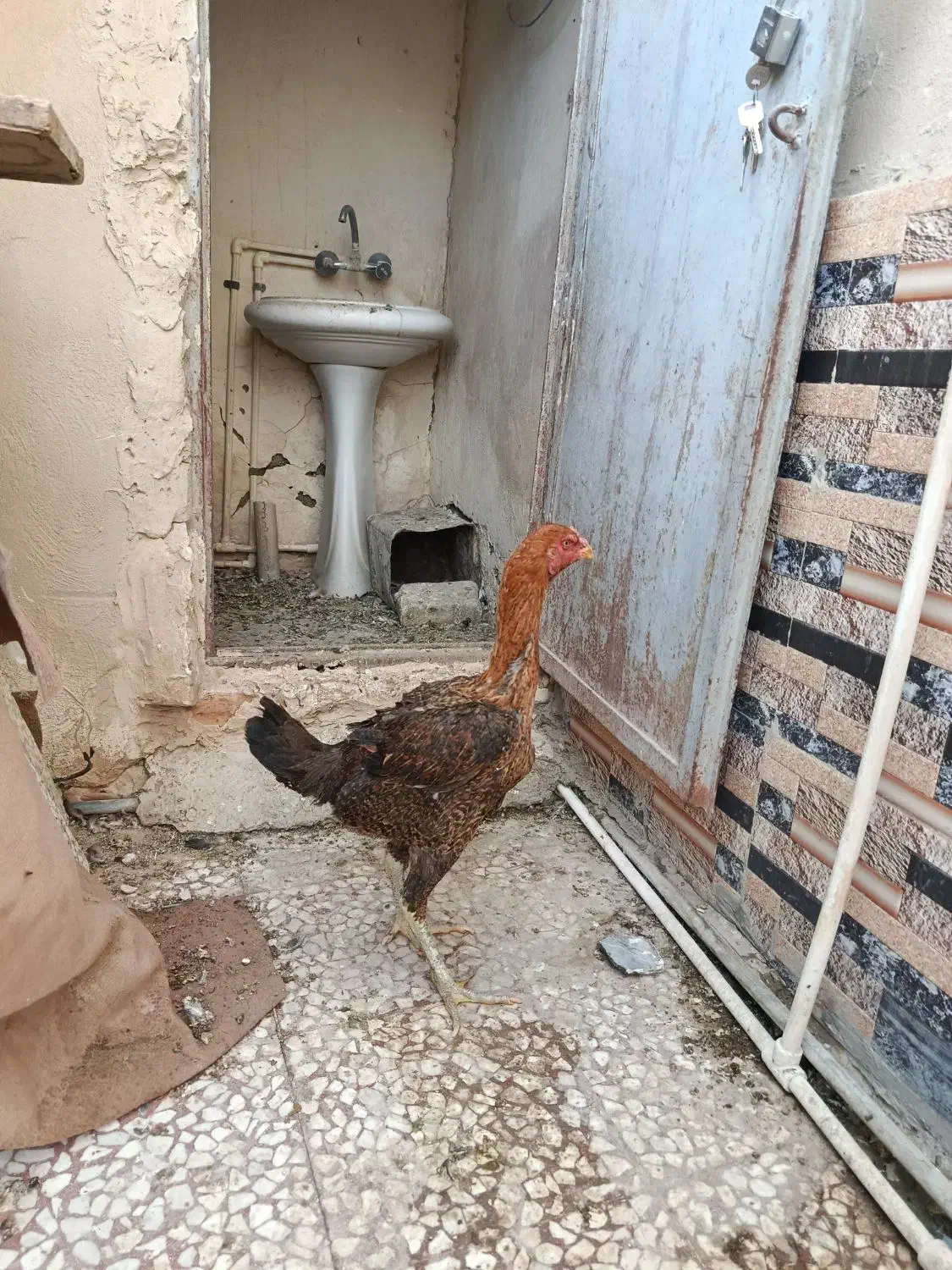 مرغ لاری|حیوانات مزرعه|نیمروز, |دیوار