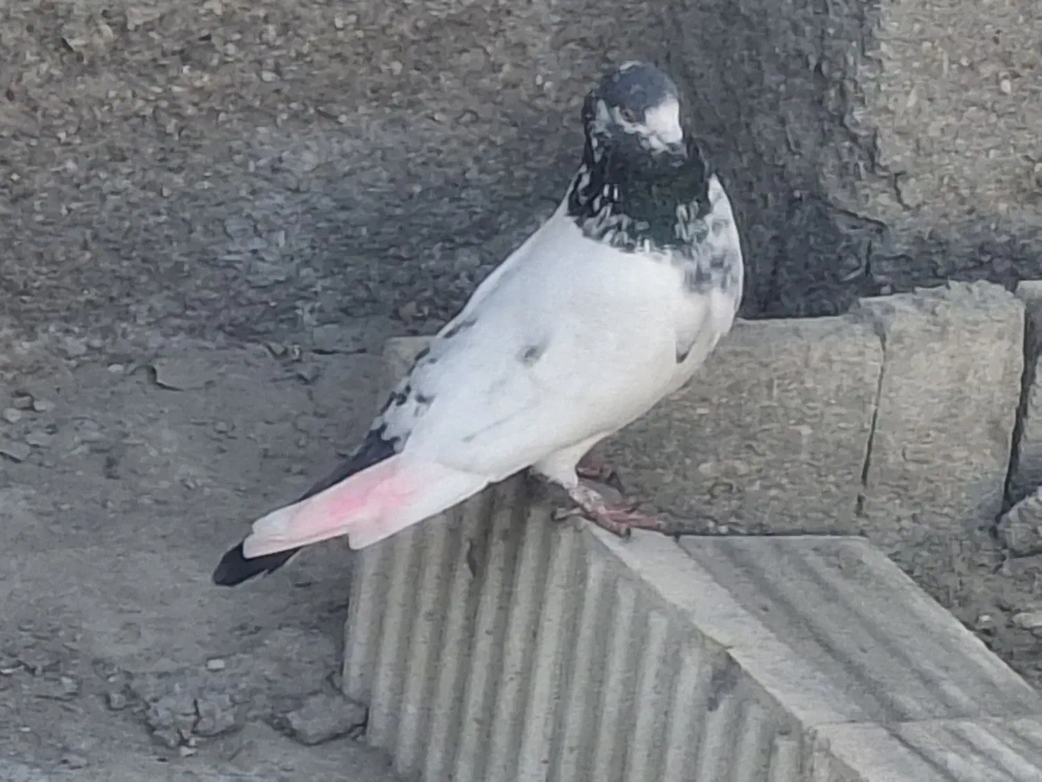 پرندگان|پرنده|بندرعباس, |دیوار