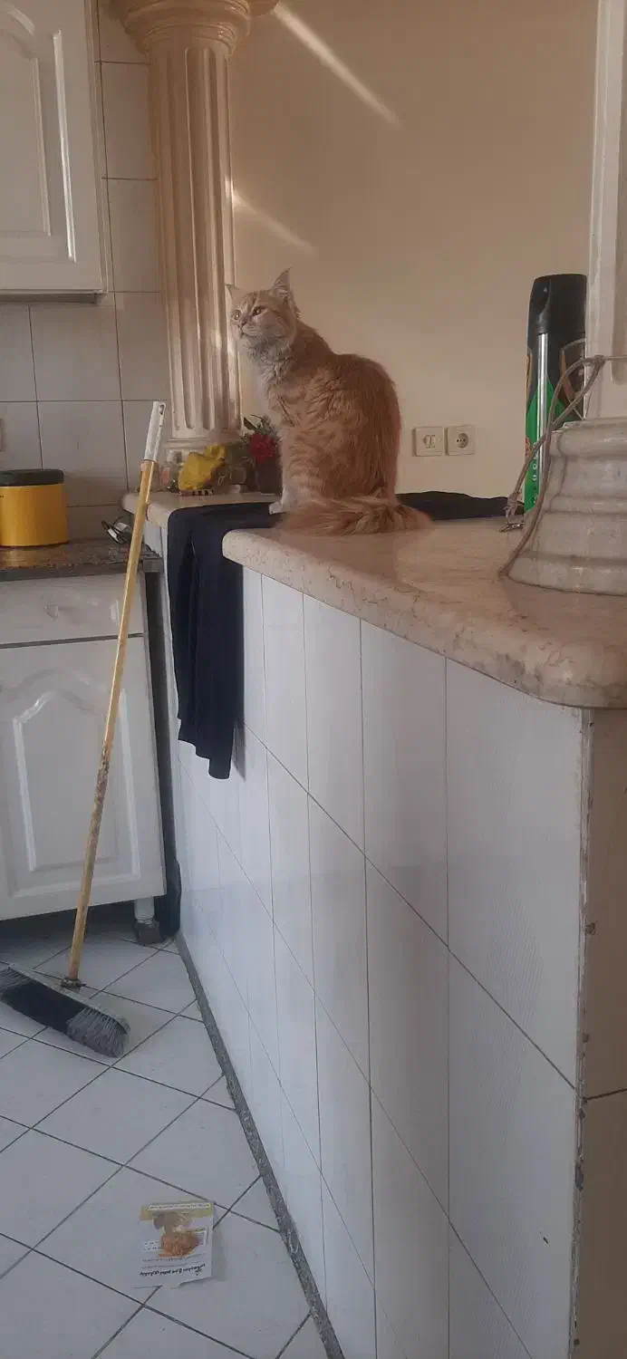 گربه حرف گوش کن و تمیز و با ادب|گربه|تهران, افسریه شمالی|دیوار