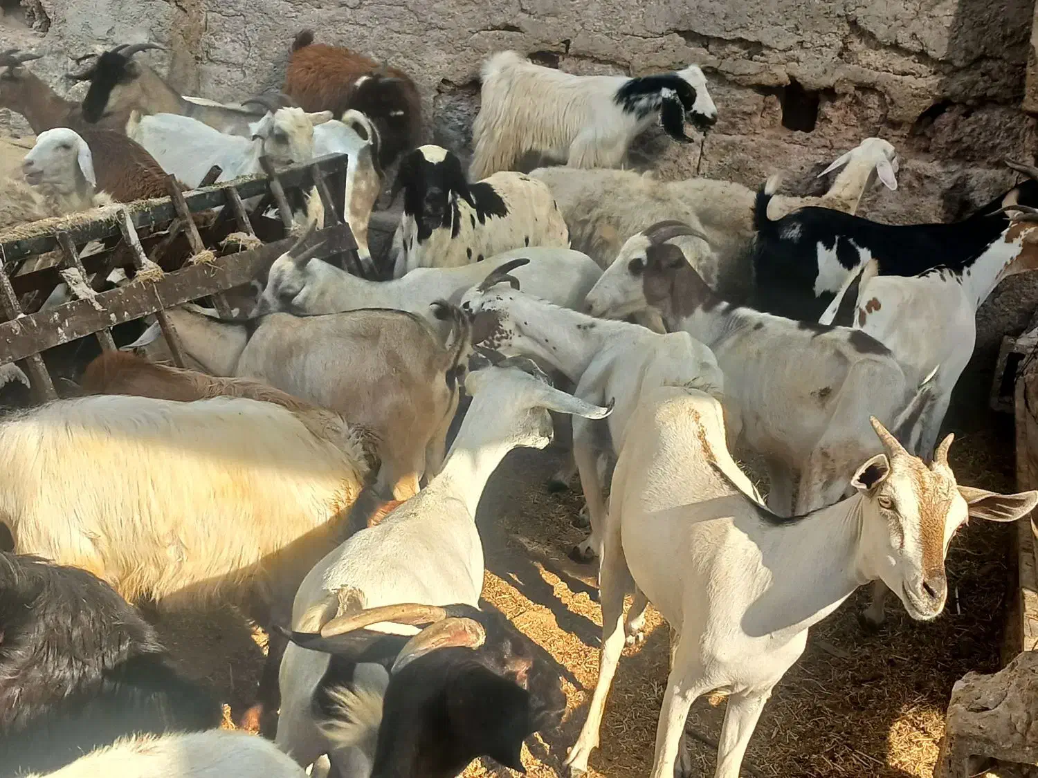 کهر گیسه بز خود بندرعباس با قصابی رایگان|حیوانات مزرعه|بندرعباس, |دیوار