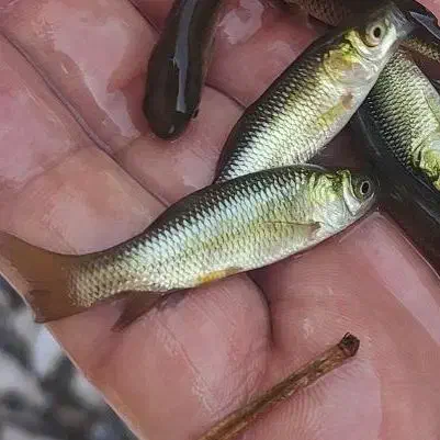 بچه ماهی آمور از لارو امسال|ماهی|رویان, |دیوار