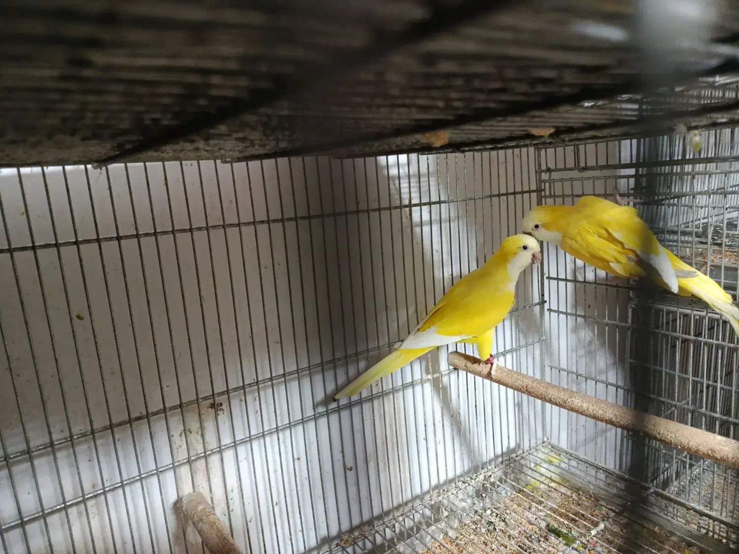 راهب مولد|پرنده|بومهن, |دیوار