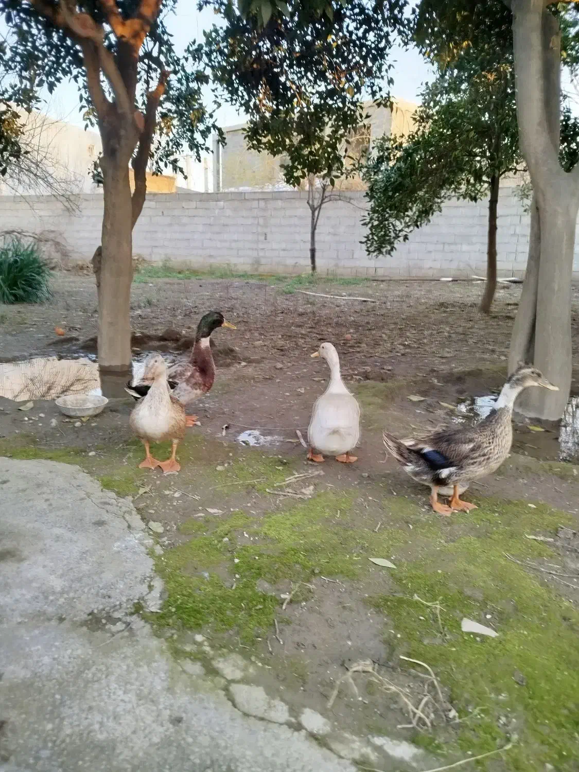 اردک پکنی|حیوانات مزرعه|تاتار علیا, |دیوار