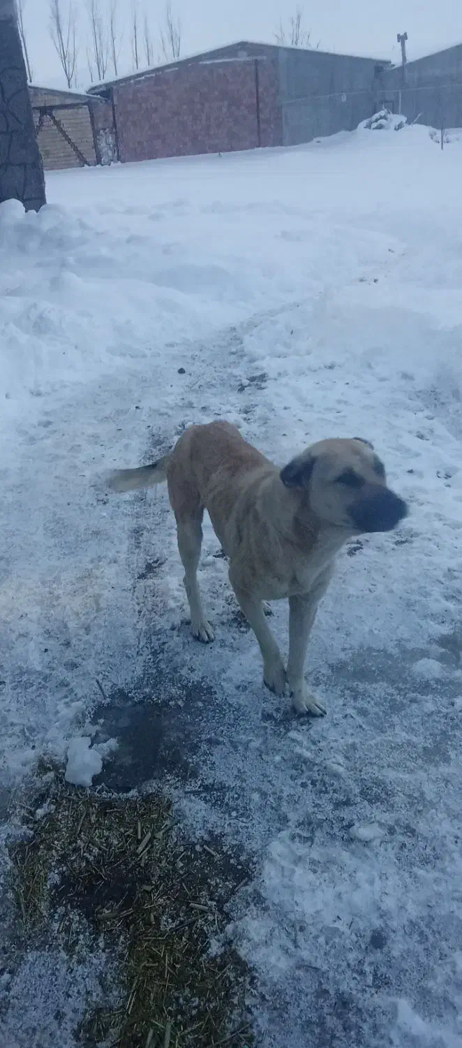 سگ سرابی|سگ|خواجه, |دیوار