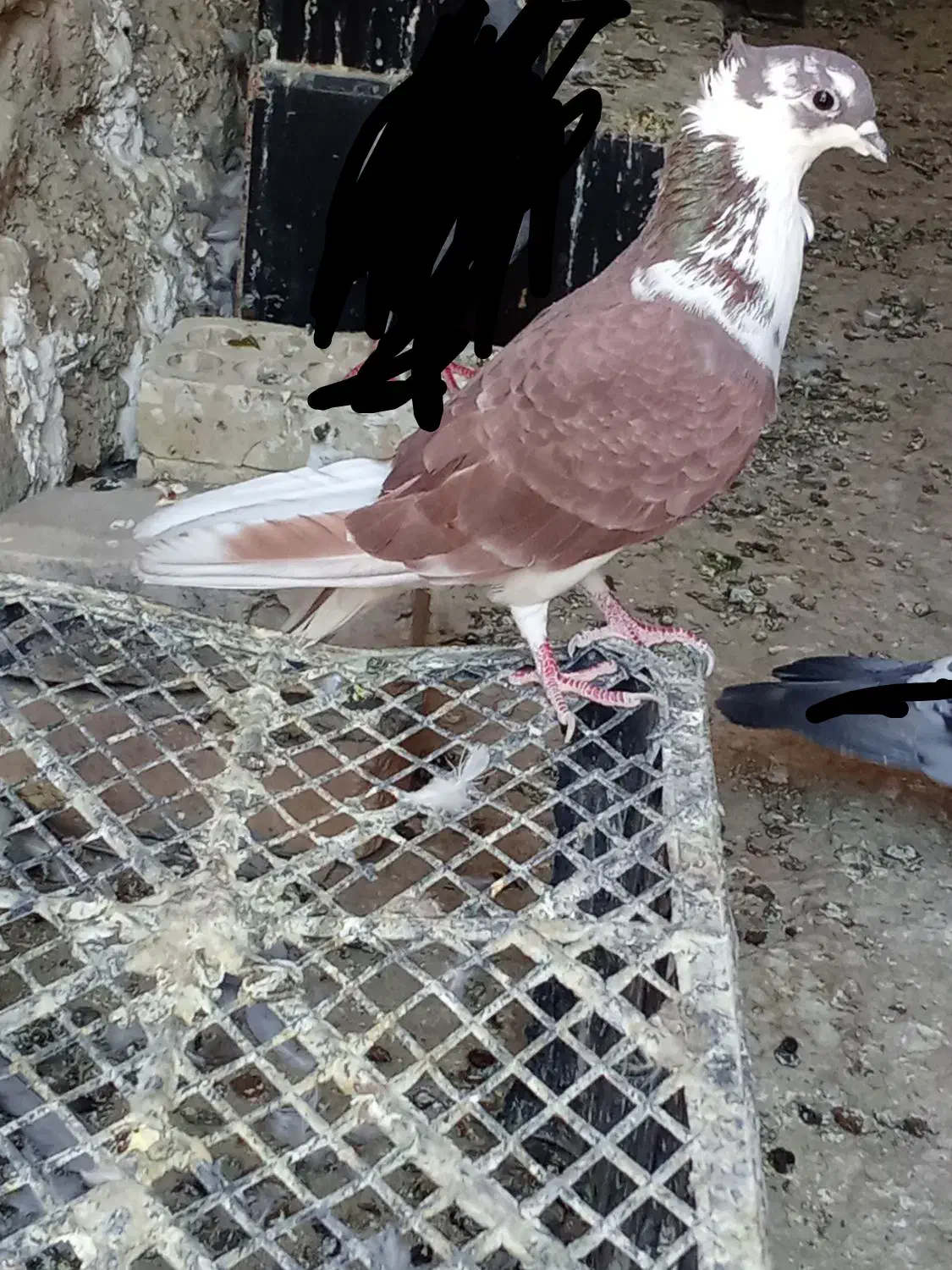 کبوتر فروشی|پرنده|سراوان, |دیوار