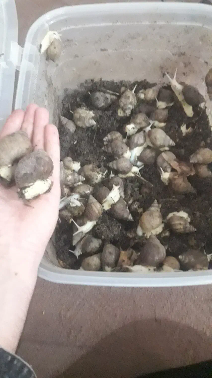 حلزون پرورشی آچاتینا|خزنده|لنجان, |دیوار