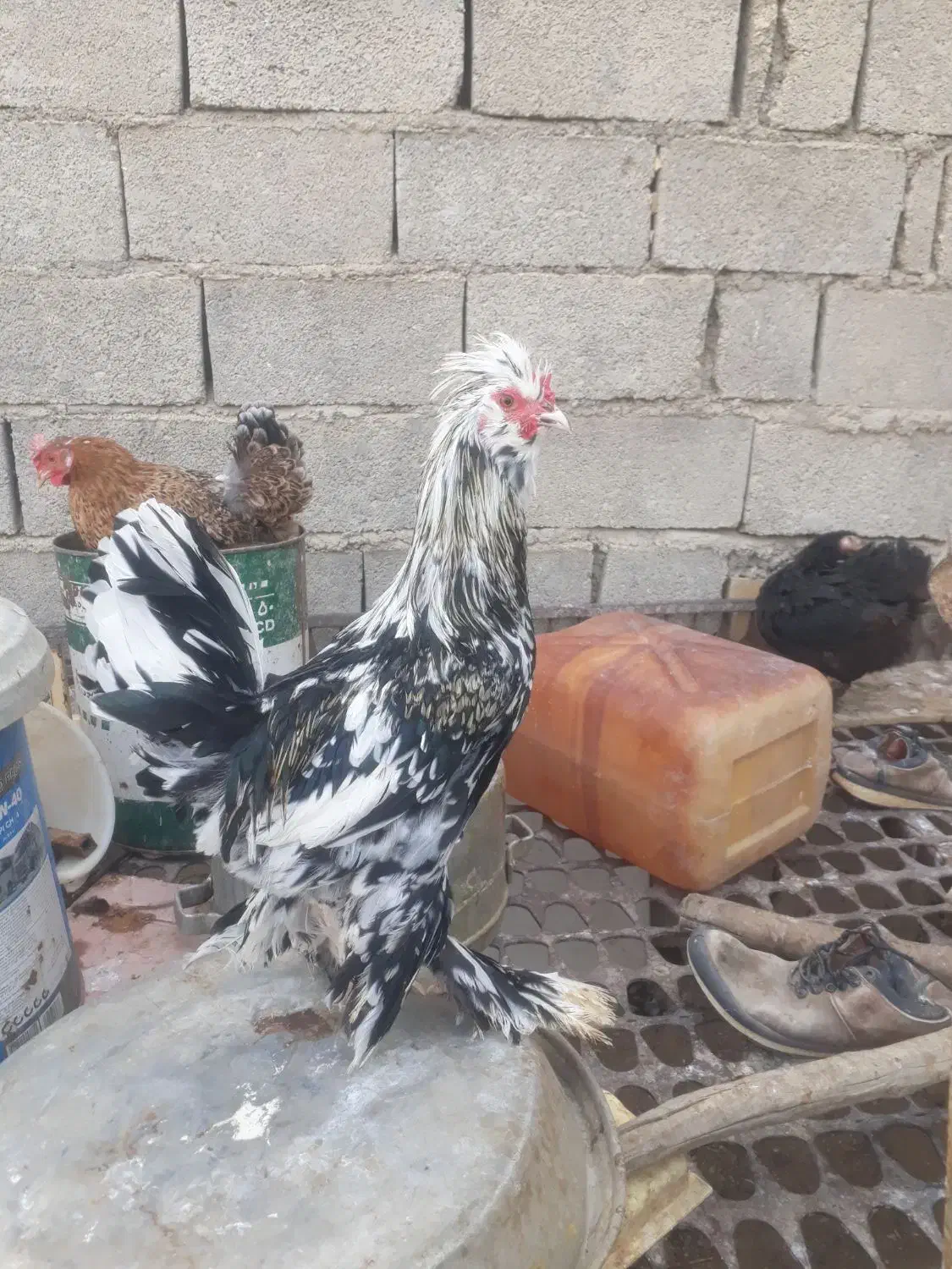 حیوانات مزرعه|حیوانات مزرعه|سوق, |دیوار