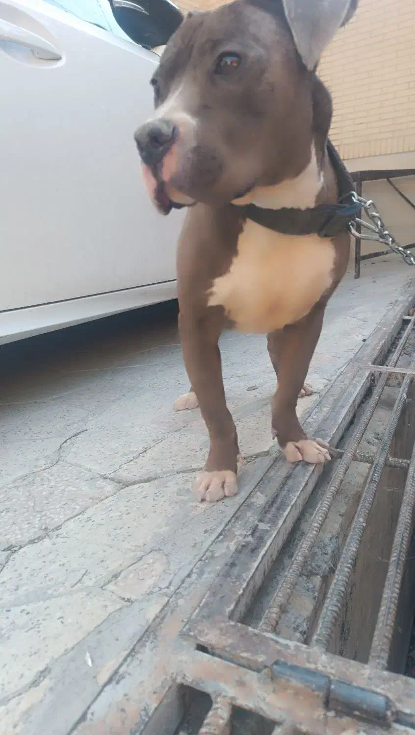 پیت بول نر|سگ|شیراز, کوی آزادگان|دیوار