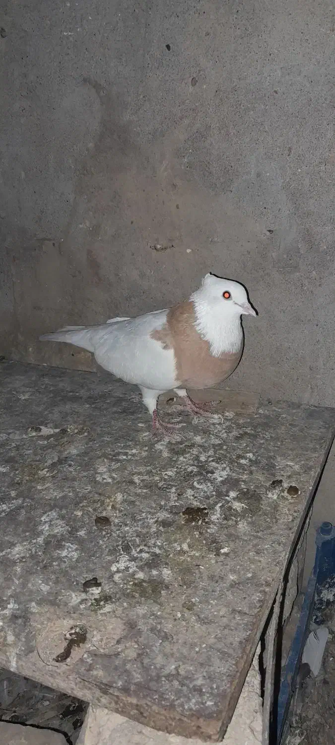 بستان|پرنده|سوسنگرد, |دیوار