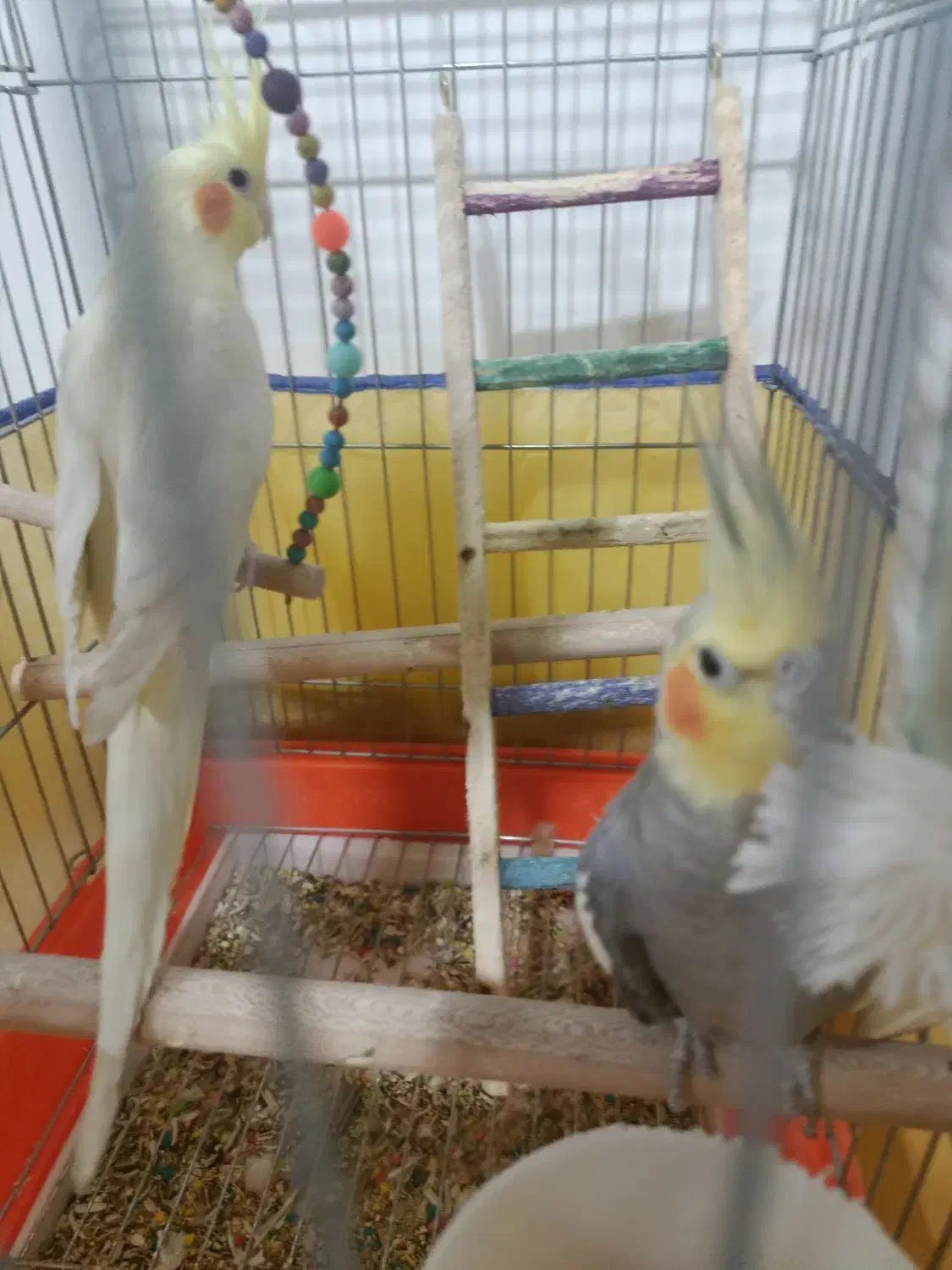 جفت عروس هلندی|پرنده|دورود, |دیوار