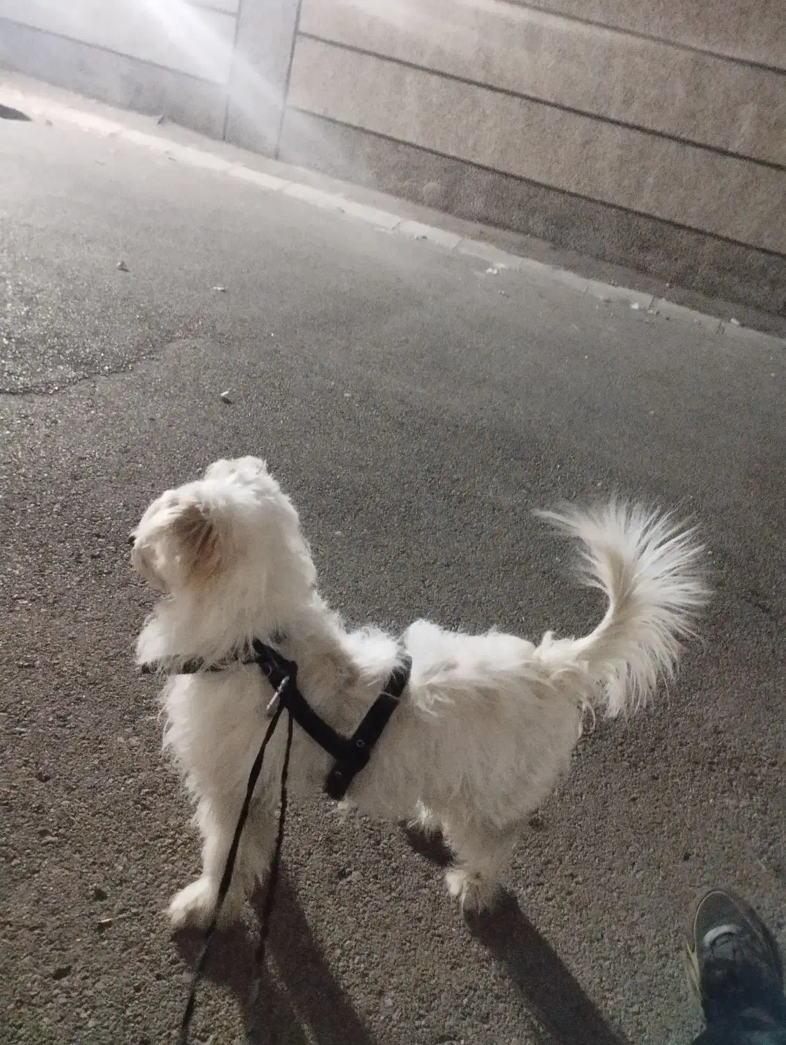 شیتزو|سگ|اردبیل, |دیوار