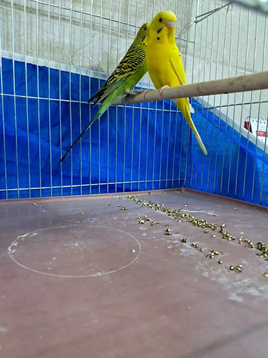 مرغ عشق|پرنده|اصفهان, مارچین|دیوار