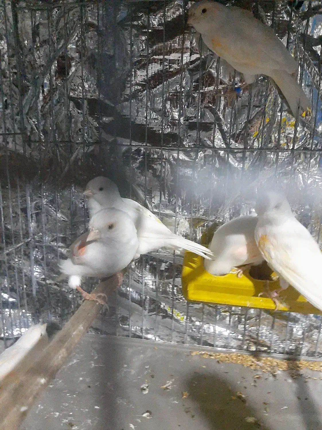 قناری مهدیشهر|پرنده|مهدی شهر, |دیوار