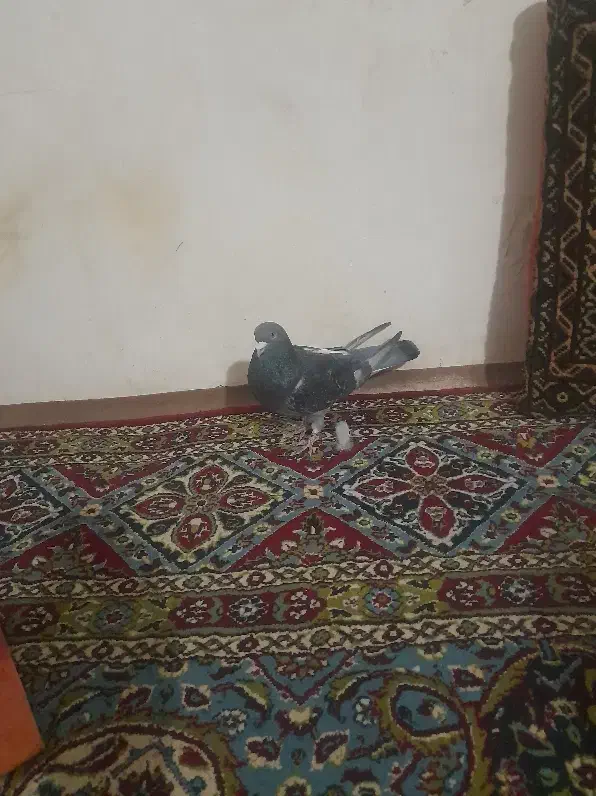 کبوترنر مگسی|پرنده|زابل, |دیوار