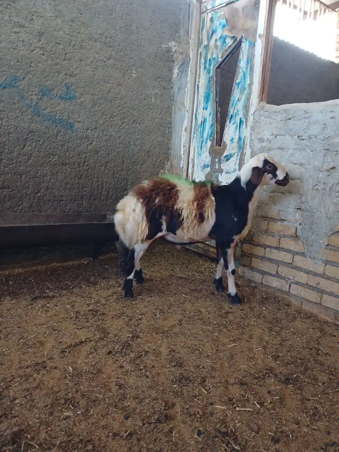 بره قوچ پلنگی پوست گاوی|حیوانات مزرعه|بروجرد, |دیوار