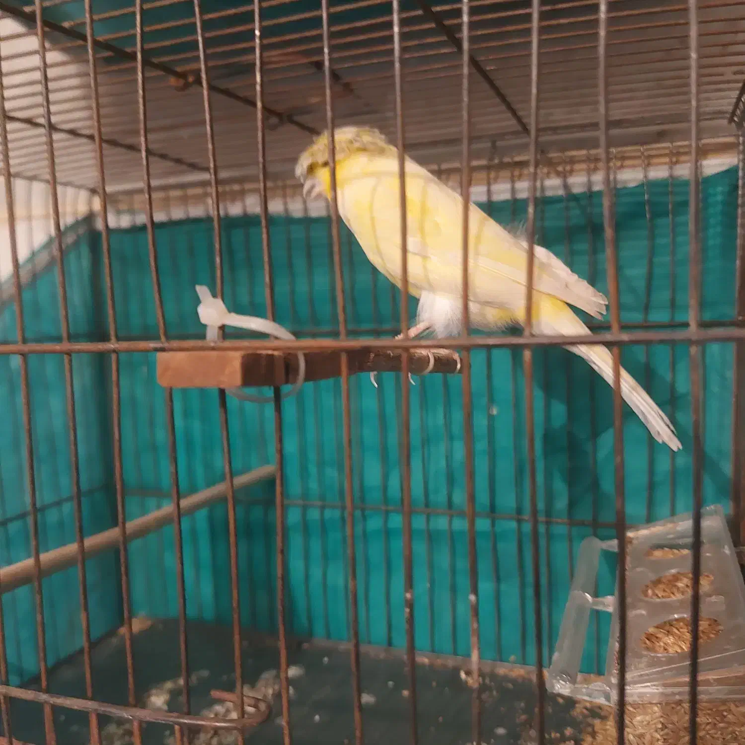 قناری  نرو ماده|پرنده|شهریار, شهرک وائین|دیوار