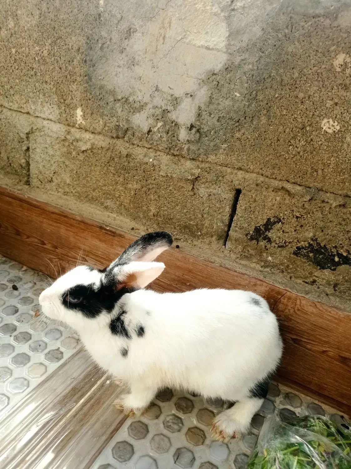 خرگوش|موش و خرگوش|فیروزآباد (فارس), |دیوار