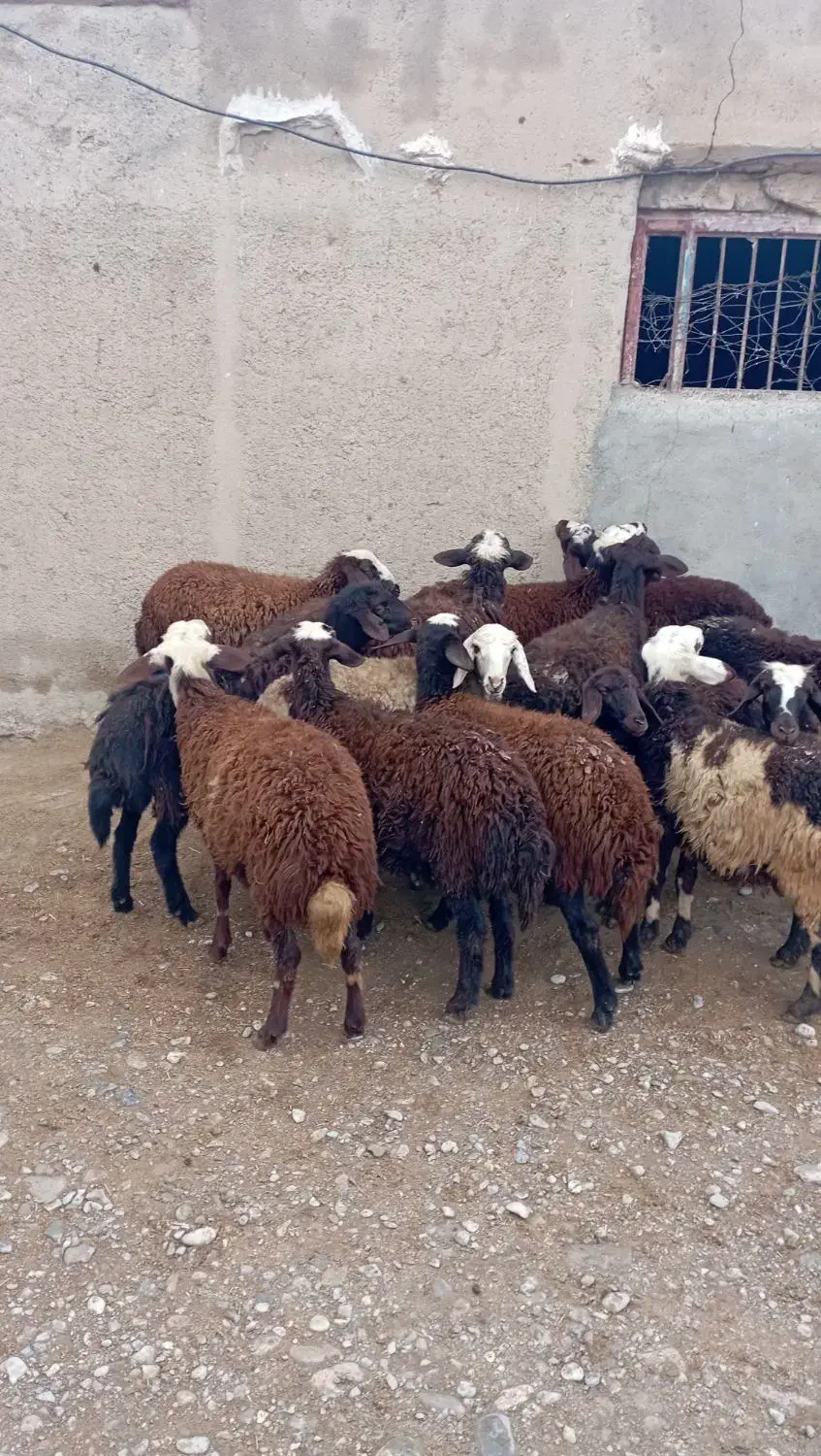 بره ماده شیشک|حیوانات مزرعه|بروجرد, |دیوار