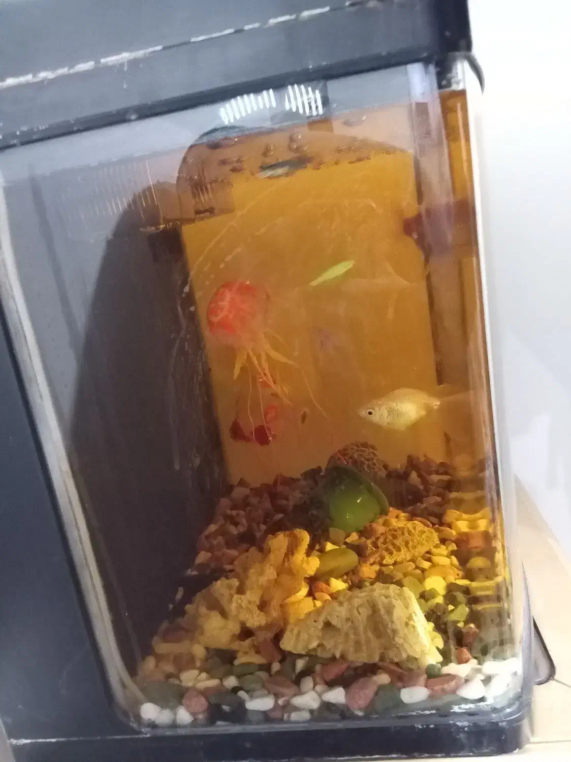 آکواریوم شیشه خم|ماهی|پرند, فاز ۶|دیوار