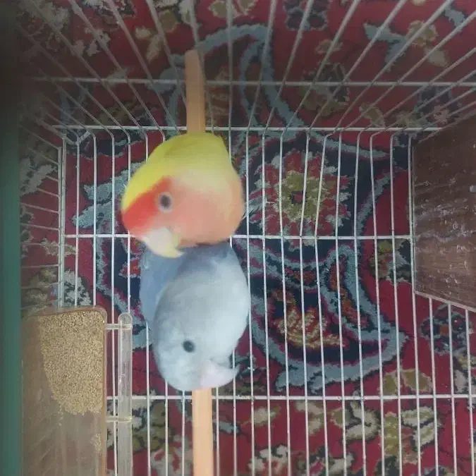 جفت کوتوله جوان مولد|پرنده|مشهد, سجادیه|دیوار