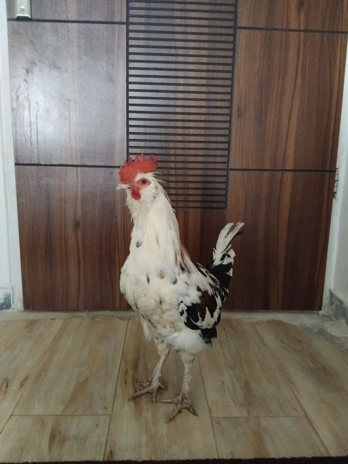 خروس گلین|حیوانات مزرعه|شاهینشهر, شهرک گلدیس|دیوار