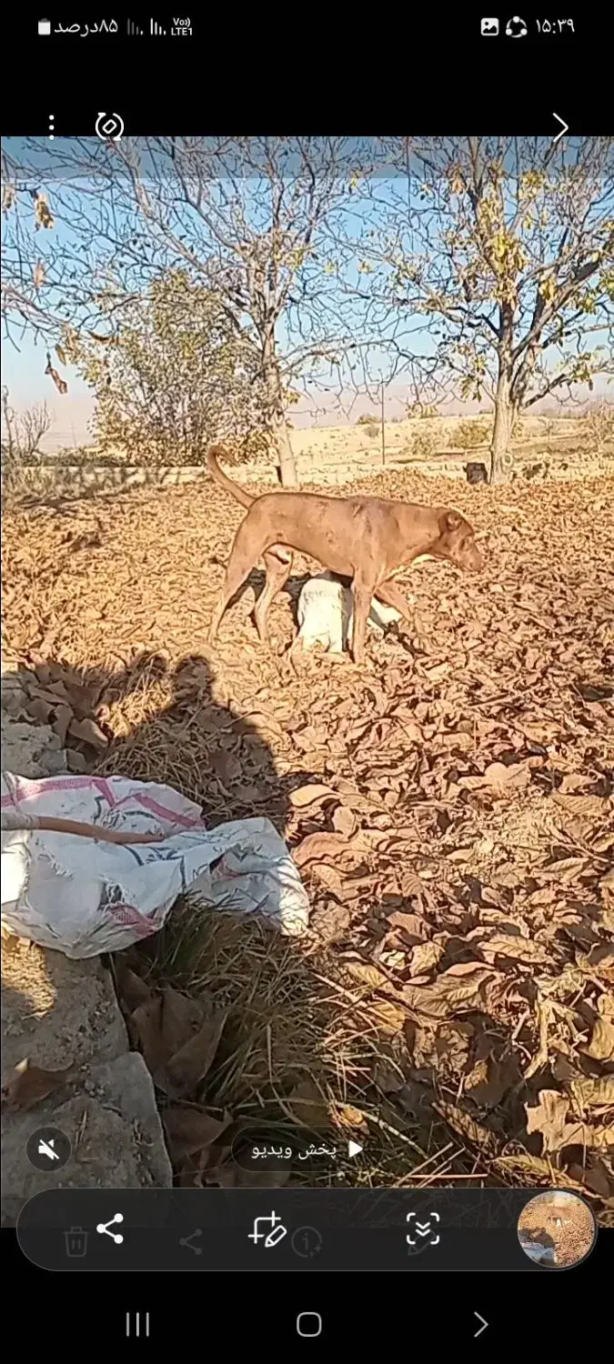 سگ سرآبی|سگ|آشخانه, |دیوار