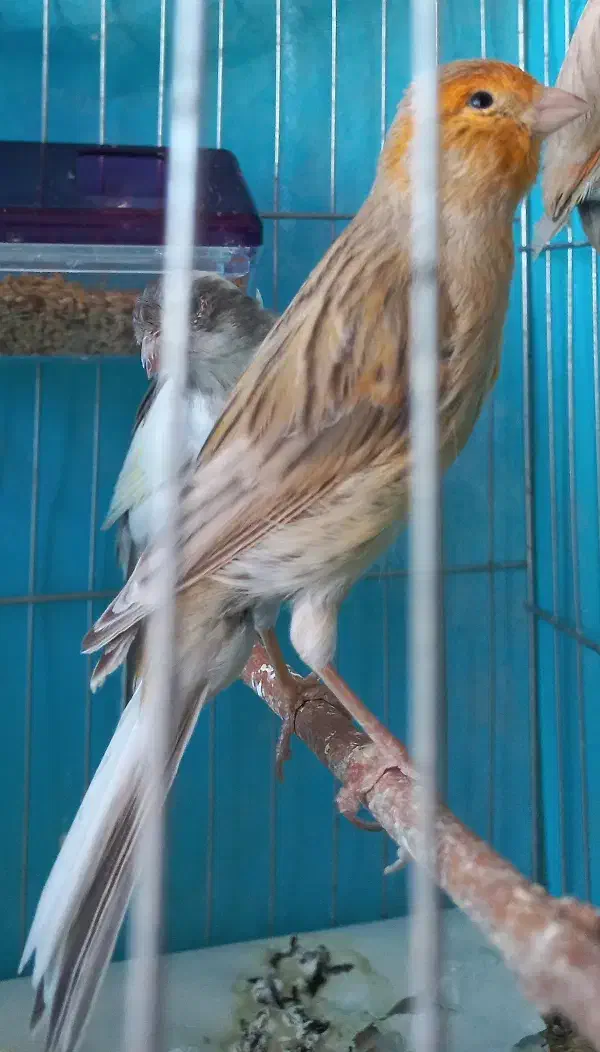 قناری ماده اماده|پرنده|کرمان, |دیوار