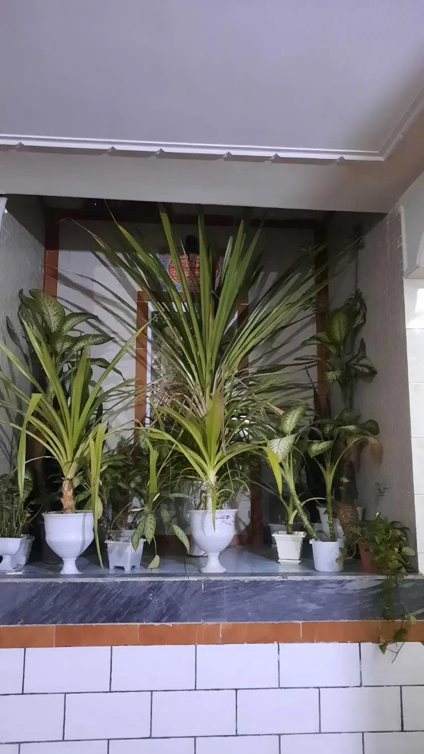 انواع گل ها|گل و گیاه طبیعی|کازرون, |دیوار