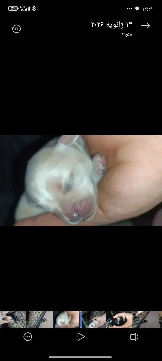 واگذاری توله اشپیتز|سگ|تهران, پارک شهر|دیوار