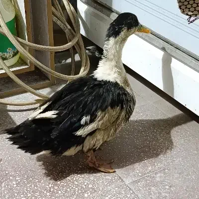 اردک|حیوانات مزرعه|دورود, |دیوار