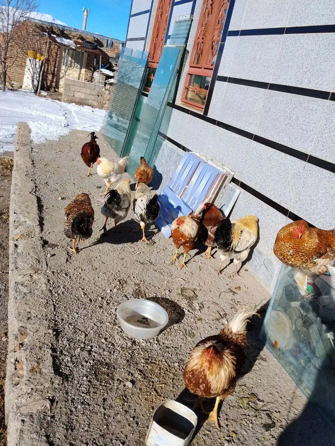 خروس 1ساله|حیوانات مزرعه|دشتک, |دیوار