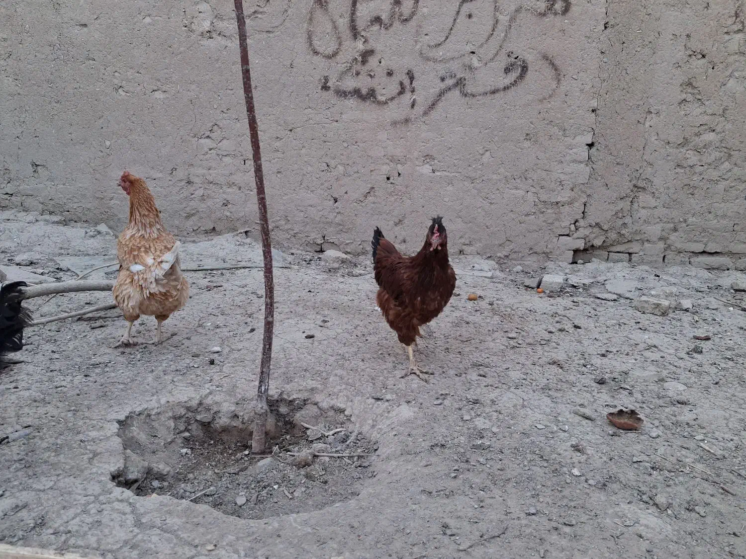 مرغ محلی|حیوانات مزرعه|قوچان, |دیوار