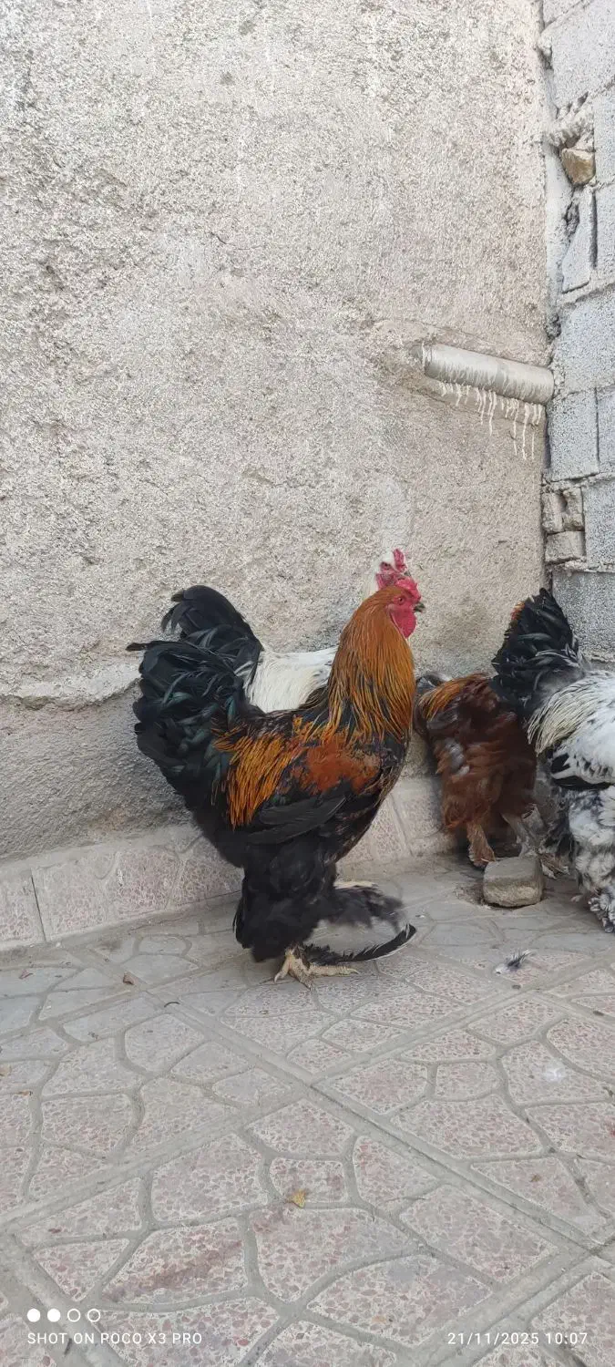 مرغ و خروس برهما جوان|حیوانات مزرعه|پاکدشت, پاکدشت (مامازند)|دیوار