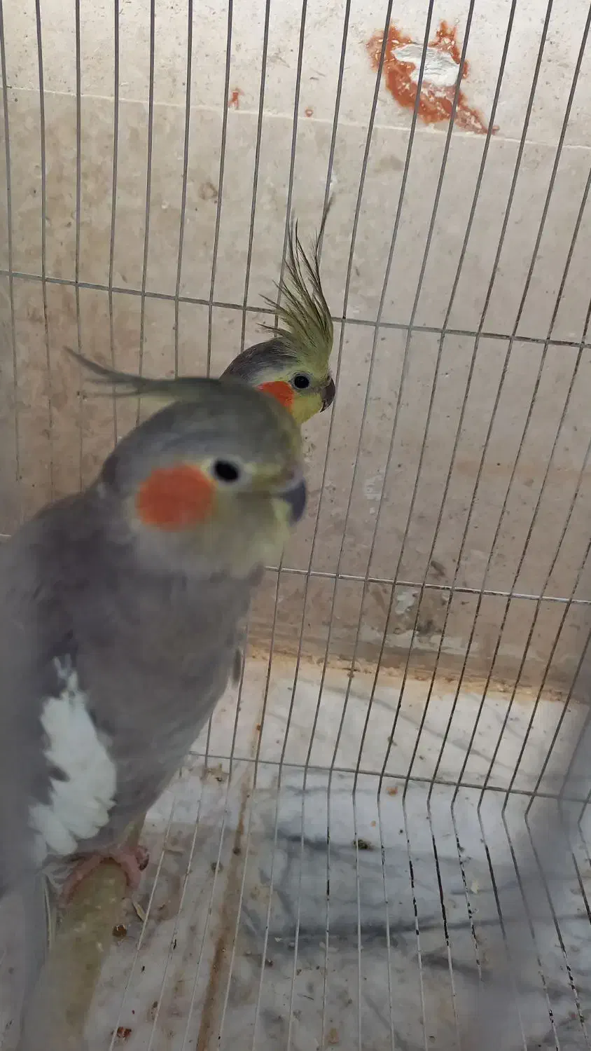 جفت عروس هلندی مولد دستی همراه تخم به فروش میرسد|پرنده|گلبهار, شهر جدید گلبهار|دیوار