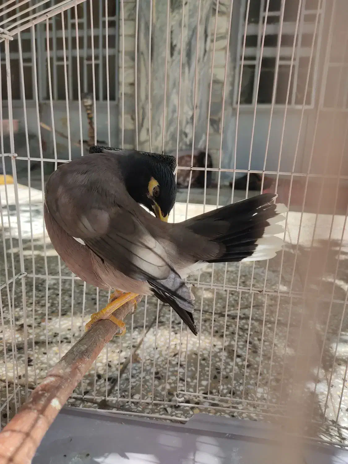 مرغ مینا (پر حرف)|پرنده|ویسیان, |دیوار