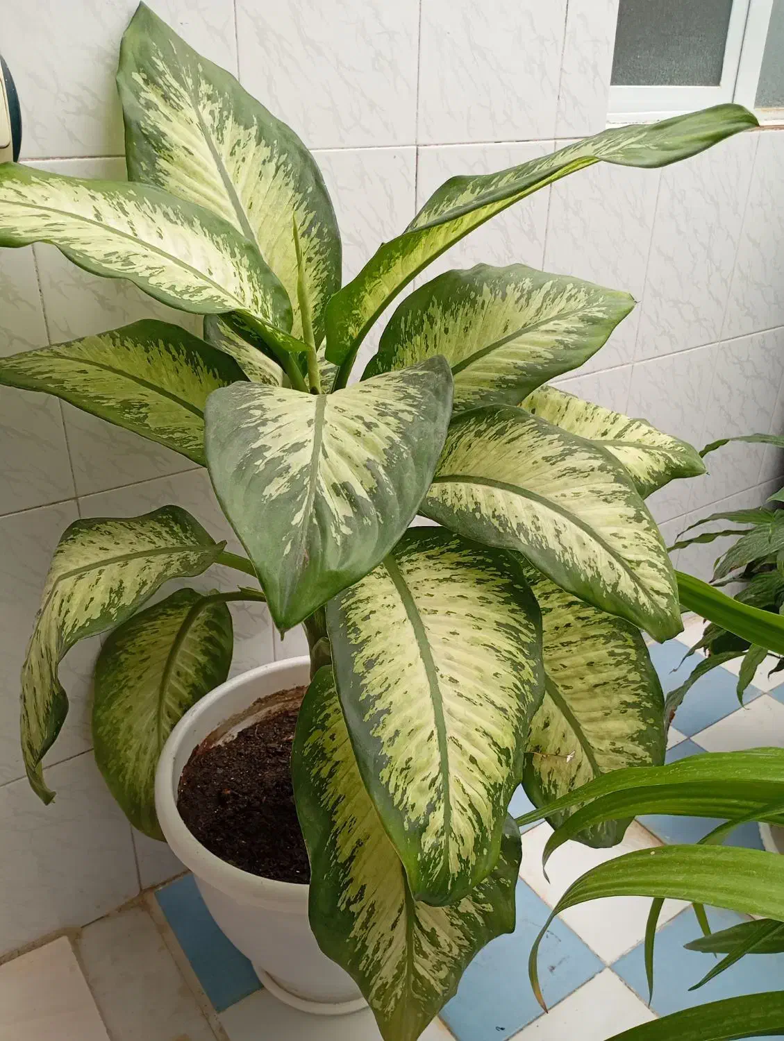 گل دیفن|گل و گیاه طبیعی|ملایر, |دیوار