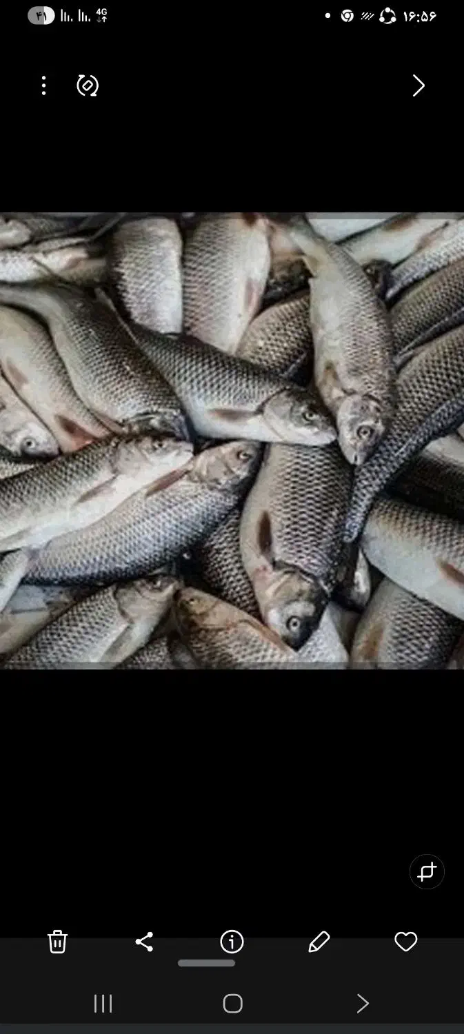 ماهی|ماهی|سقز, |دیوار