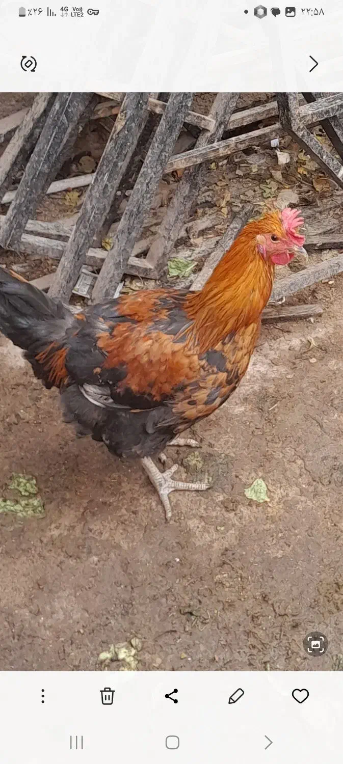 مرغ و خروس|حیوانات مزرعه|نسیمشهر, |دیوار